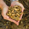 Peanut - Image 3