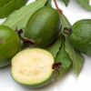 Feijoa (Pineapple Guava) - Image 2