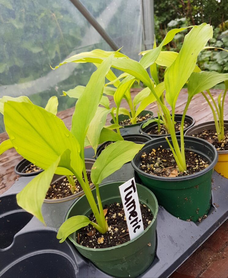 Turmeric Urban Seedling