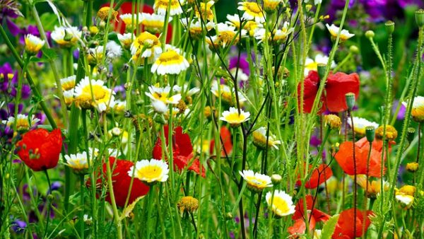 Wildflower Honey Flower Mix