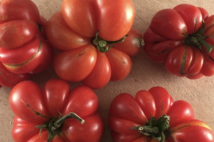 Tomato - Reisetomate