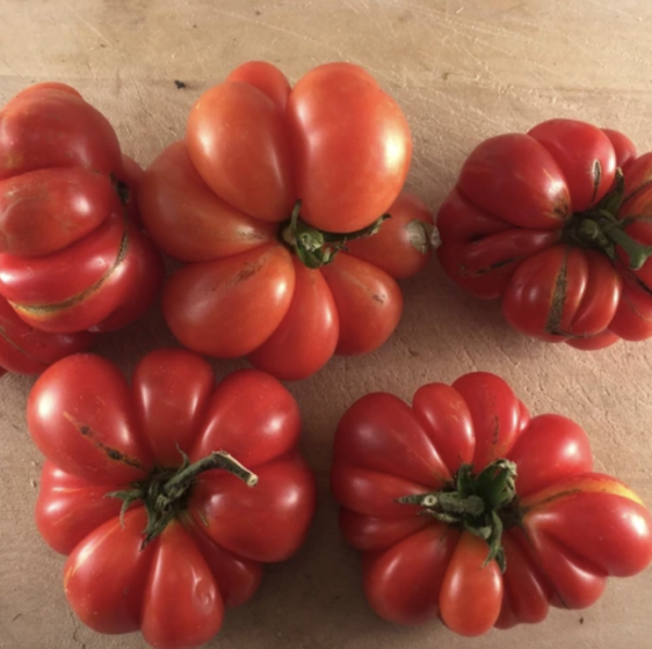 Tomato - Reisetomate