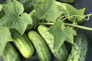Cucumber H-19 Little Leaf Pickling Cucumber
