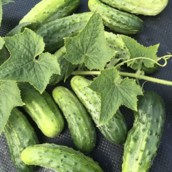 Cucumber H-19 Little Leaf Pickling Cucumber