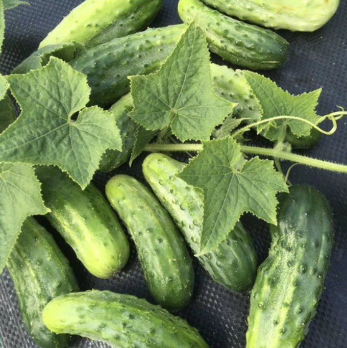 Little Leaf H-19 Organic Pickling Cucumber - Fedco Seeds