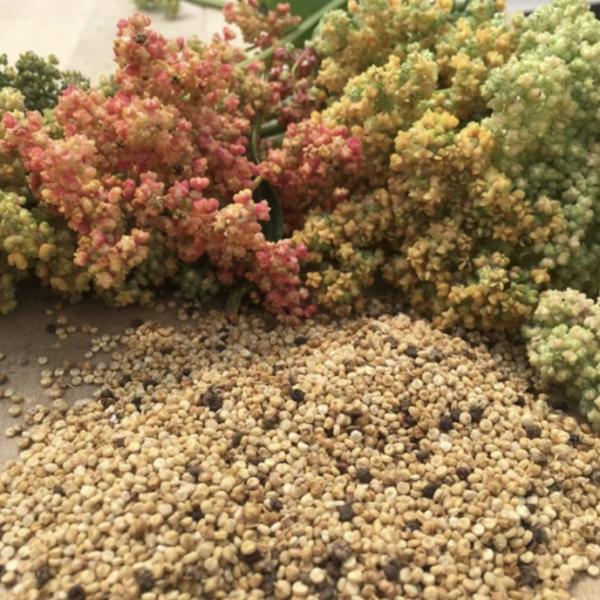 Quinoa - Rainbow Mix