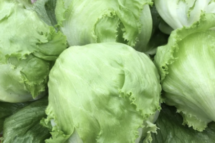 Lettuce - Crispino Iceberg