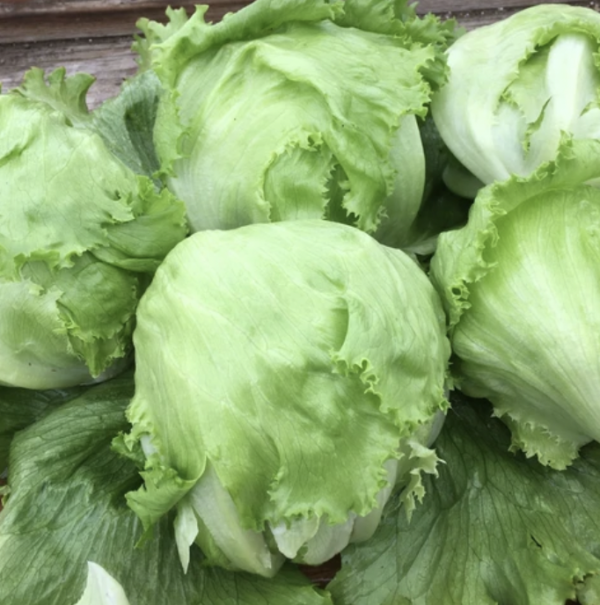 Lettuce - Crispino Iceberg