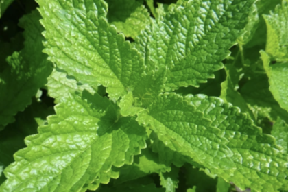Lemon Balm