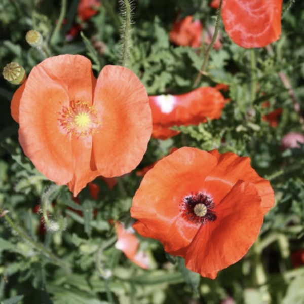 Corn Poppy Mix