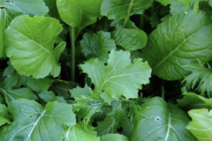 Mixed Greens - Basic Brassica Blend