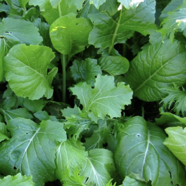 Mixed Greens - Basic Brassica Blend