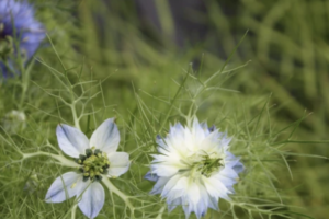 Nigella - Love in the Mist