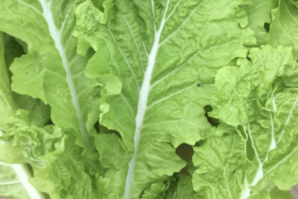 Chinese Cabbage - Tokyo Bekana