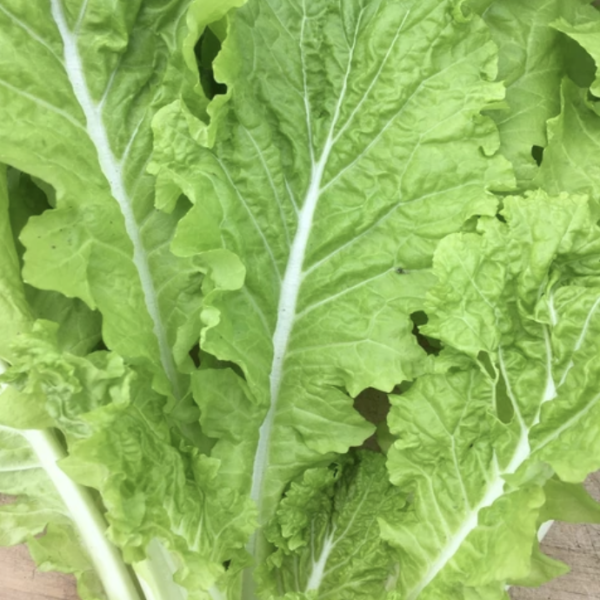 Chinese Cabbage - Tokyo Bekana