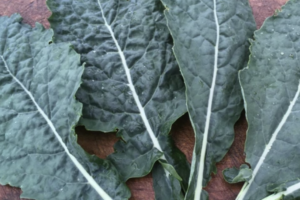 Kale - Lacinato