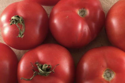 Tomato - Québec #13