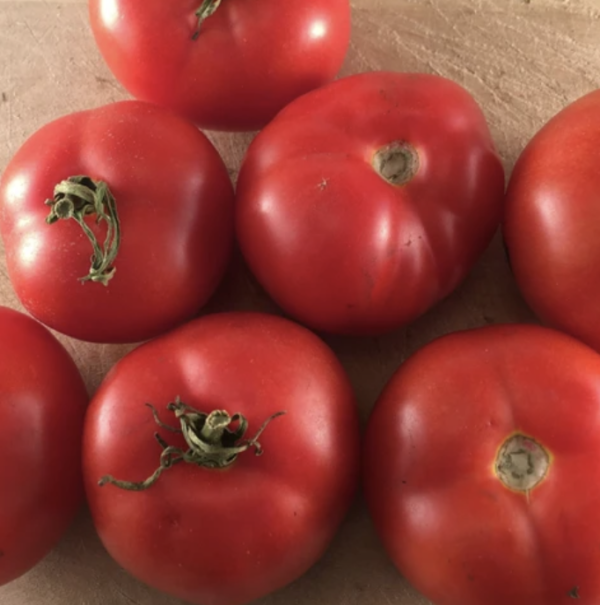 Tomato - Québec #13