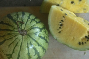 Watermelon - Early Moonbeam