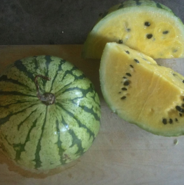 Watermelon - Early Moonbeam