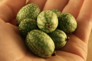 Mouse Melon