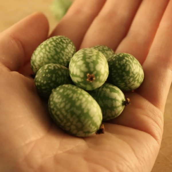 Mouse Melon