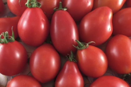 Tomato - Napoli a Fiaschetto