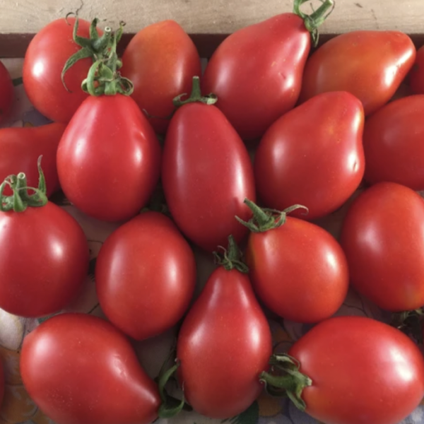 Tomato - Napoli a Fiaschetto