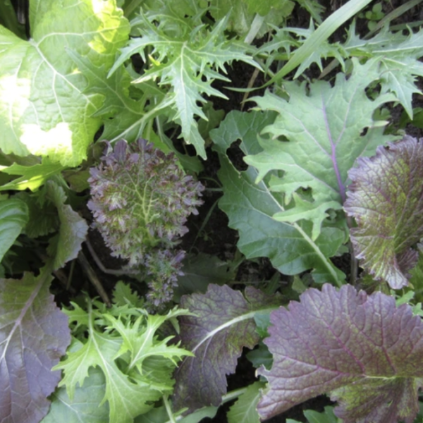Mixed Greens - Deluxe Brassica Blend