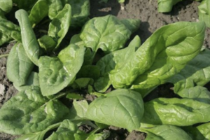 Spinach - Verdil
