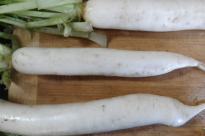 Radish - Daikon
