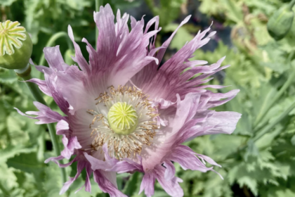 Claire de Lune- Poppy