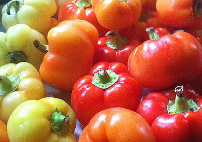 Pepper, Hot- Alma Paprika