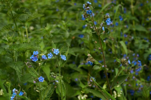 cynoglossum bush in bloom with blue flowers.