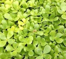 Golden Purslane
