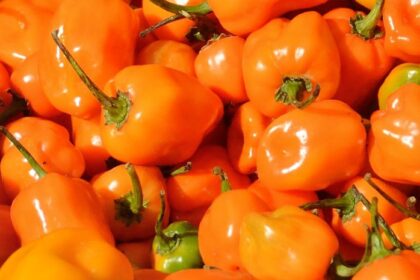 Hot Pepper - Habanero