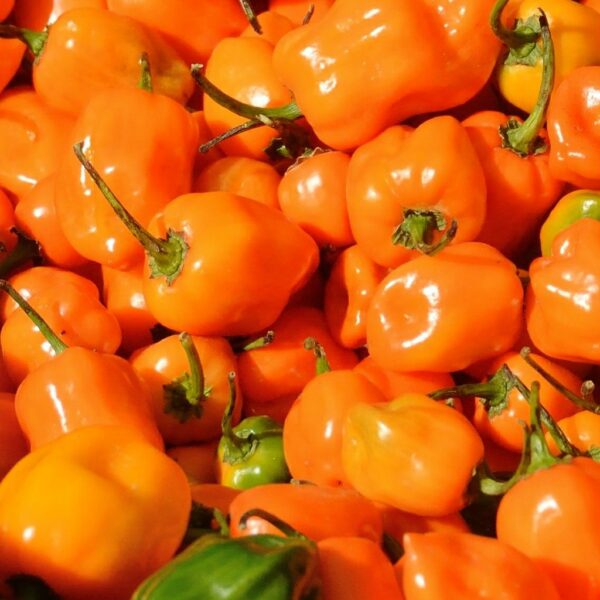 Pepper, Hot - Orange Habanero