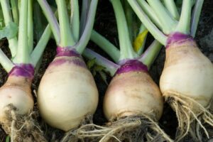Rutabaga