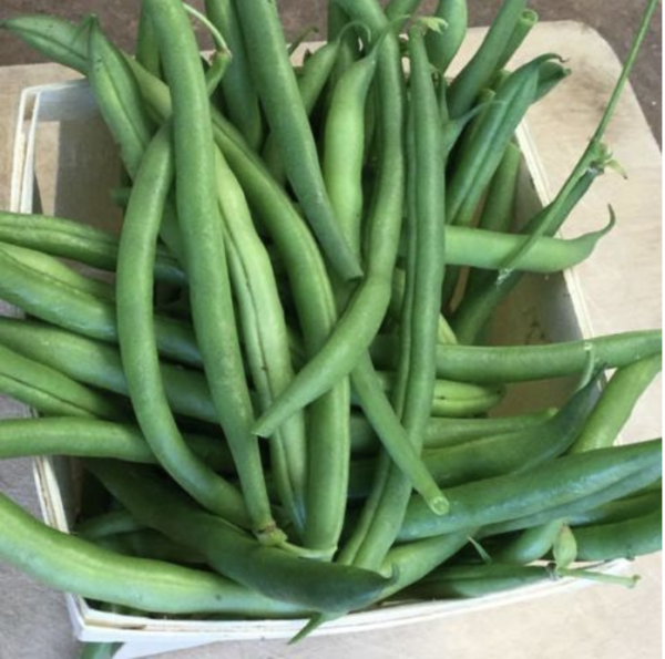 Green Bush Bean - Maxibel