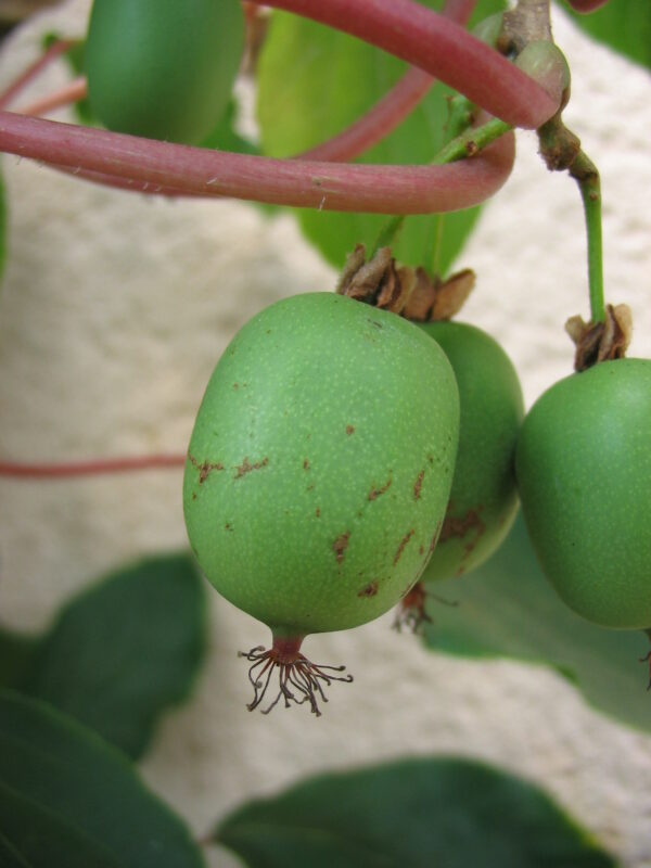 Kiwi - Anna (Female of Arguta)