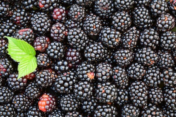 Blackberry - Chester