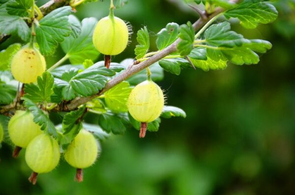 Green Gooseberry - Invicta