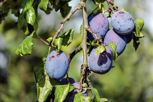 Italian Prune Plum