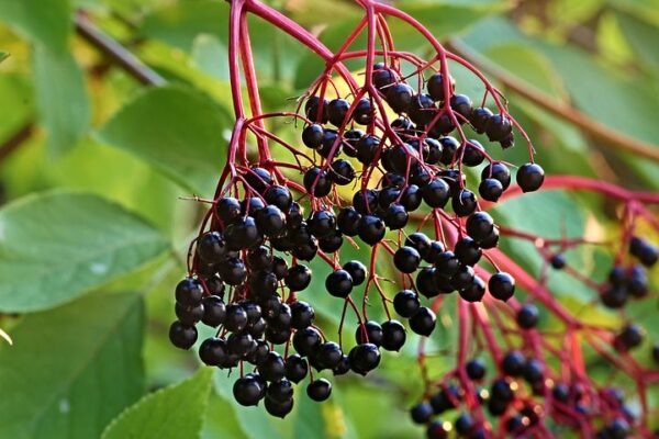 York Elderberry