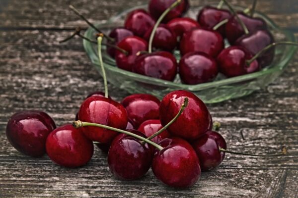 Cherry Tree - Lapins (Semi-Dwarf)