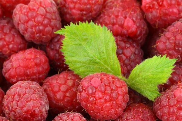 Raspberry Nova