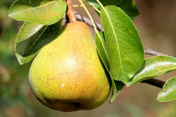 Moonglow Pear Tree (Semi-Dwarf)