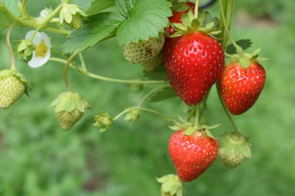 Strawberry - Seascape
