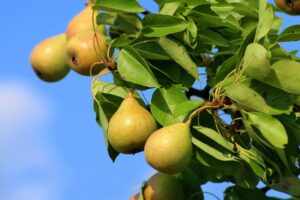 Pear Tree - Ure