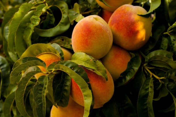 Peach Tree - Veteran (Semi-Dwarf)